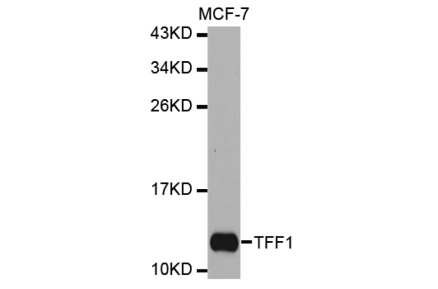 Anti-TFF1 Antibody from Bioworld Technology (BS7293) - Antibodies.com
