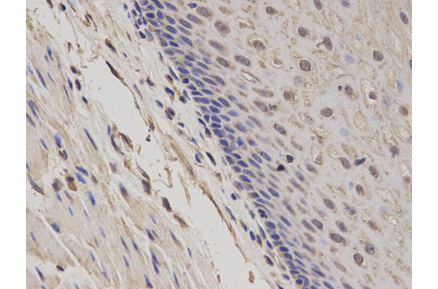 Anti-GADD45A Antibody from Bioworld Technology (BS7294) - Antibodies.com