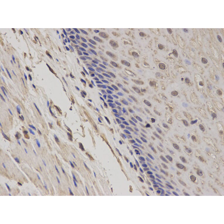 Anti-GADD45A Antibody from Bioworld Technology (BS7294) - Antibodies.com