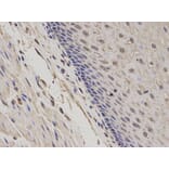 Anti-GADD45A Antibody from Bioworld Technology (BS7294) - Antibodies.com