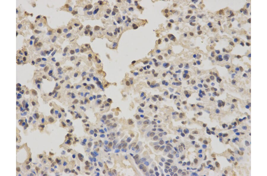 Anti-PTBP1 Antibody from Bioworld Technology (BS7296) - Antibodies.com