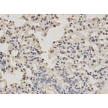Anti-PTBP1 Antibody from Bioworld Technology (BS7296) - Antibodies.com