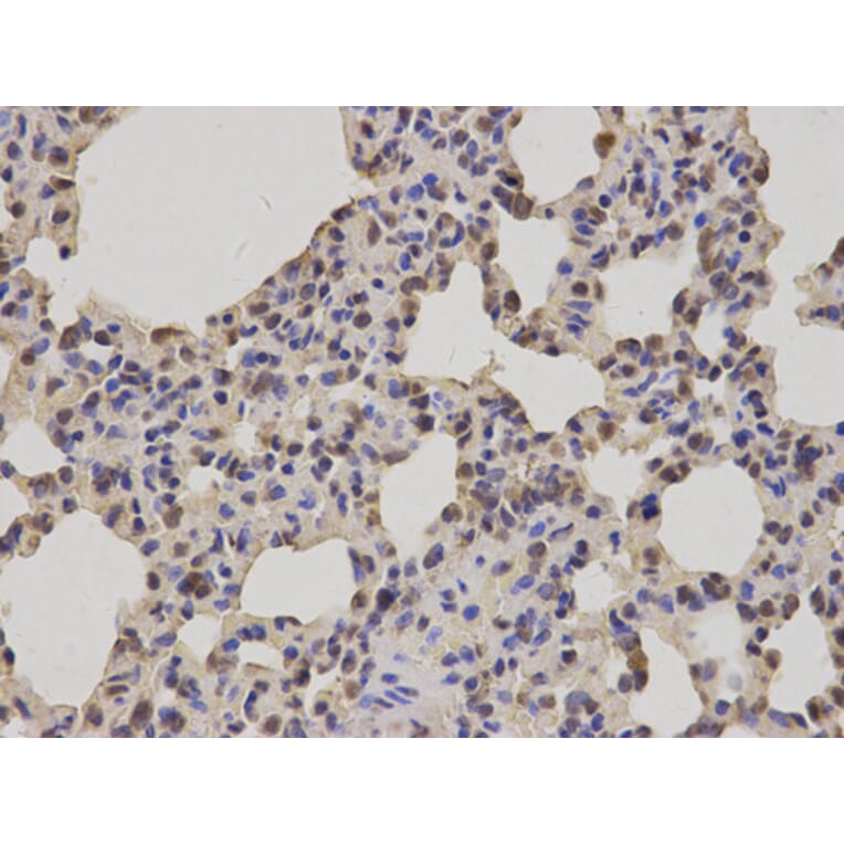 Anti-PRDX1 Antibody from Bioworld Technology (BS7300) - Antibodies.com