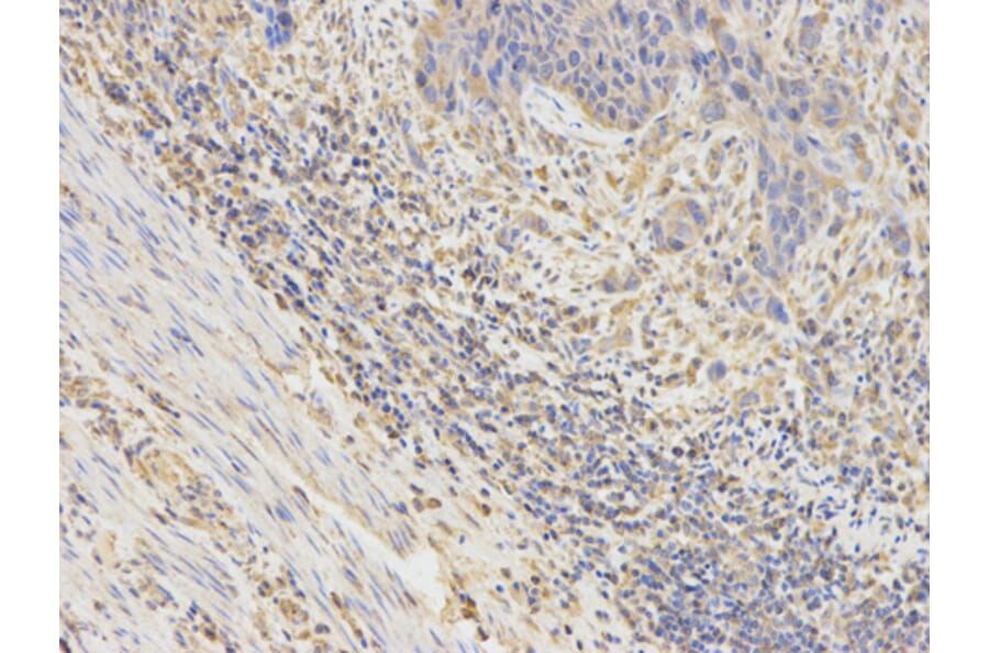 Anti-OPTN Antibody from Bioworld Technology (BS7301) - Antibodies.com