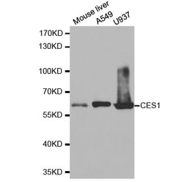 Anti-CES1 Antibody from Bioworld Technology (BS7303) - Antibodies.com