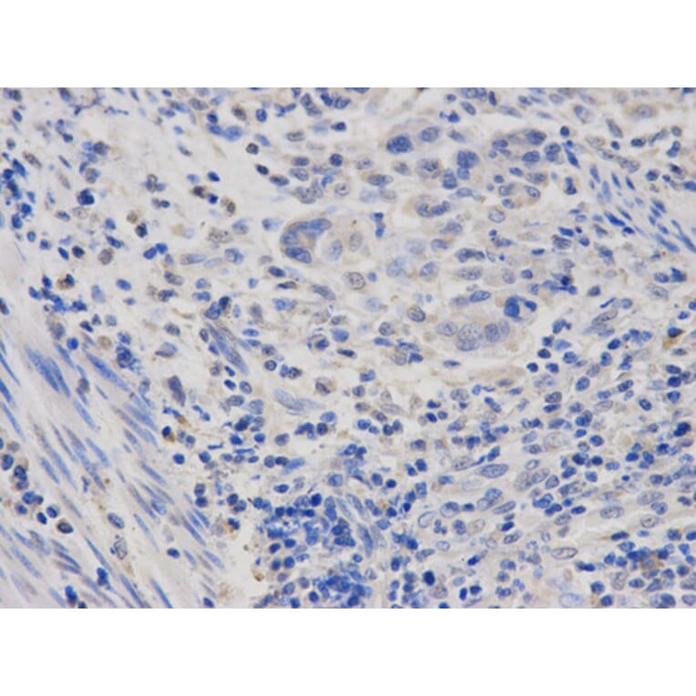 Anti-POLR2D Antibody from Bioworld Technology (BS7304) - Antibodies.com