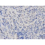 Anti-POLR2D Antibody from Bioworld Technology (BS7304) - Antibodies.com