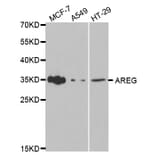 Anti-AREG Antibody from Bioworld Technology (BS7305) - Antibodies.com