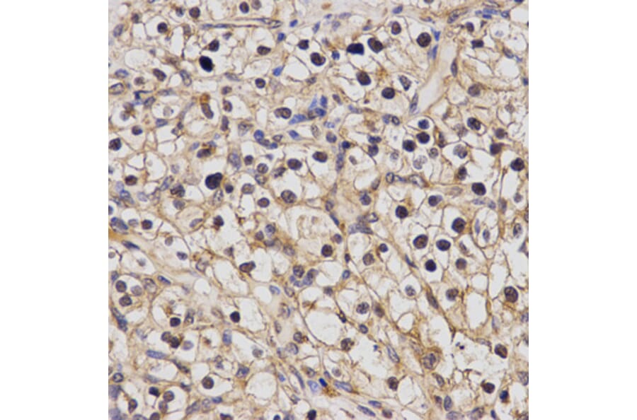 Anti-POLR2I Antibody from Bioworld Technology (BS7307) - Antibodies.com