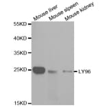 Anti-LY96 Antibody from Bioworld Technology (BS7308) - Antibodies.com