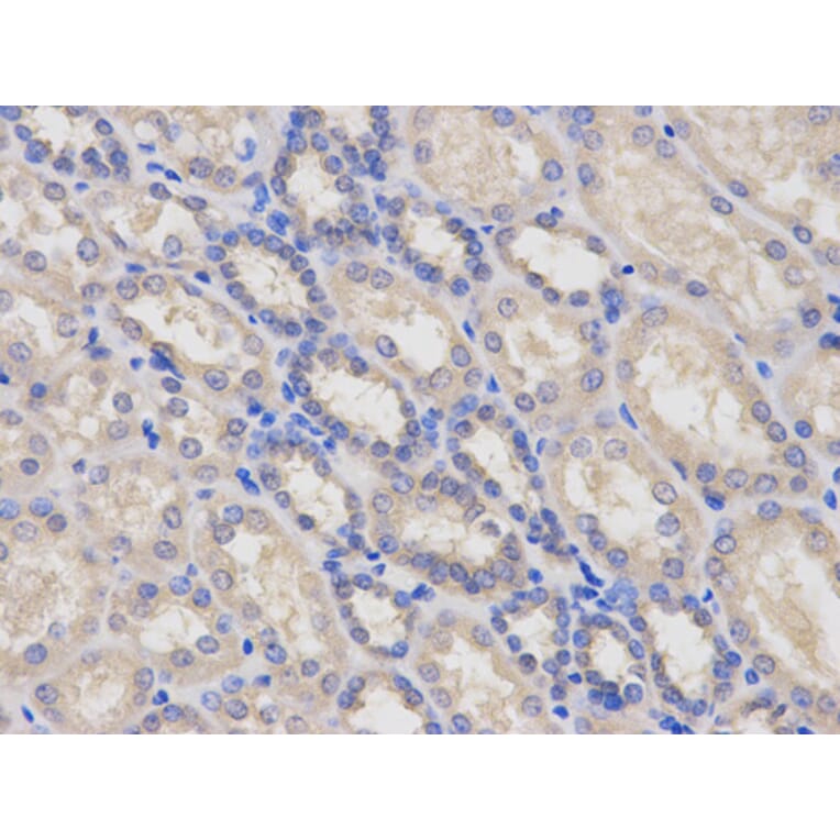 Anti-LY96 Antibody from Bioworld Technology (BS7308) - Antibodies.com