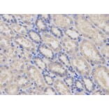 Anti-LY96 Antibody from Bioworld Technology (BS7308) - Antibodies.com