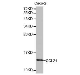 Anti-CCL21 Antibody from Bioworld Technology (BS7312) - Antibodies.com