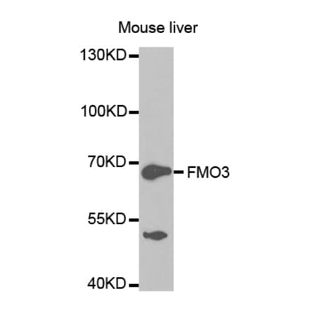 Anti-FMO3 Antibody from Bioworld Technology (BS7313) - Antibodies.com