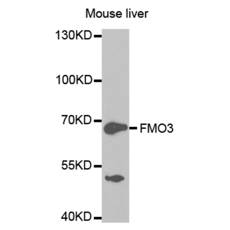Anti-FMO3 Antibody from Bioworld Technology (BS7313) - Antibodies.com