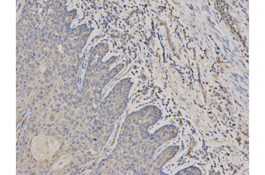 Anti-PADI4 Antibody from Bioworld Technology (BS7314) - Antibodies.com