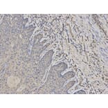 Anti-PADI4 Antibody from Bioworld Technology (BS7314) - Antibodies.com