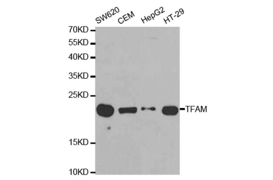 Anti-TFAM Antibody from Bioworld Technology (BS7319) - Antibodies.com