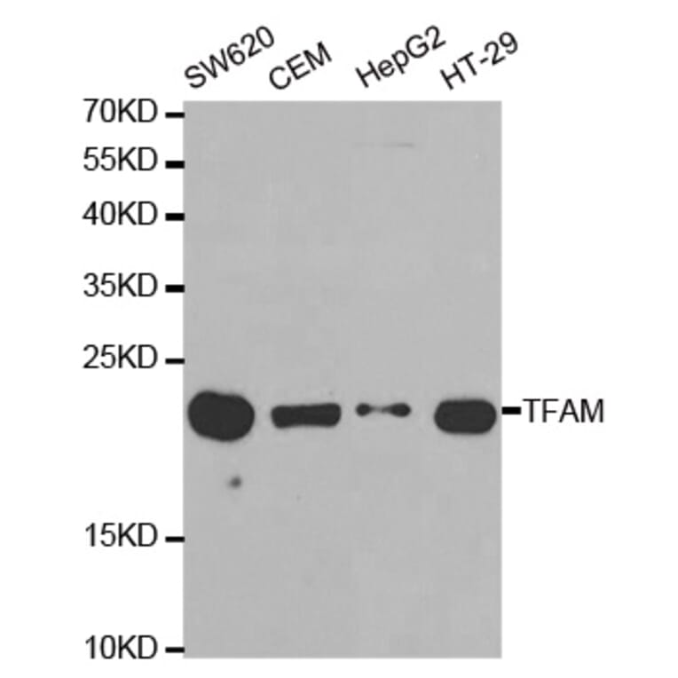 Anti-TFAM Antibody from Bioworld Technology (BS7319) - Antibodies.com