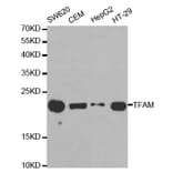 Anti-TFAM Antibody from Bioworld Technology (BS7319) - Antibodies.com
