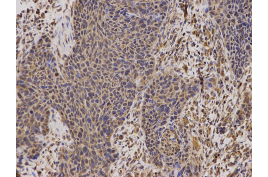 Anti-TFAM Antibody from Bioworld Technology (BS7319) - Antibodies.com