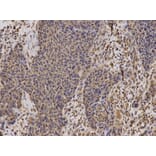 Anti-TFAM Antibody from Bioworld Technology (BS7319) - Antibodies.com