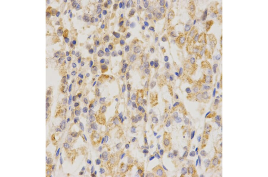 Anti-CD151 Antibody from Bioworld Technology (BS7321) - Antibodies.com
