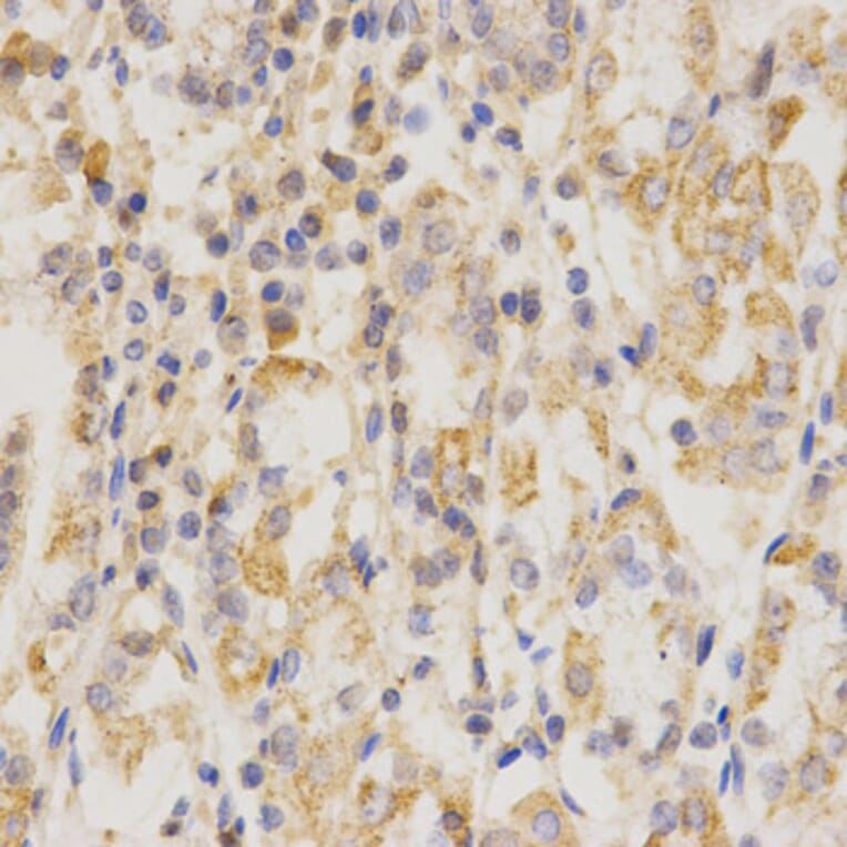 Anti-CD151 Antibody from Bioworld Technology (BS7321) - Antibodies.com