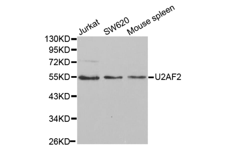 Anti-U2AF2 Antibody from Bioworld Technology (BS7326) - Antibodies.com
