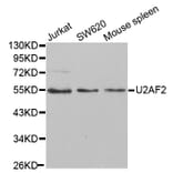 Anti-U2AF2 Antibody from Bioworld Technology (BS7326) - Antibodies.com