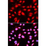 Anti-U2AF2 Antibody from Bioworld Technology (BS7326) - Antibodies.com