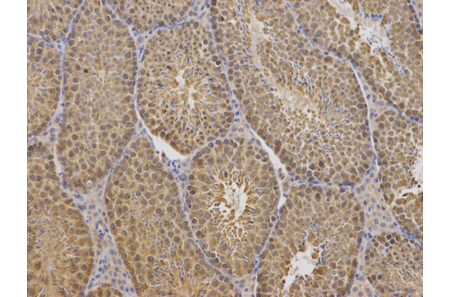 Anti-TCP1 Antibody from Bioworld Technology (BS7331) - Antibodies.com