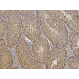 Anti-TCP1 Antibody from Bioworld Technology (BS7331) - Antibodies.com
