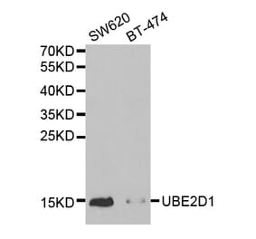 Anti-UBE2D1 Antibody from Bioworld Technology (BS7332) - Antibodies.com