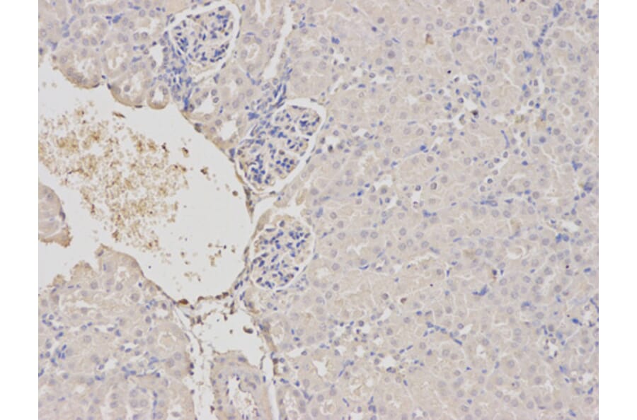 Anti-TRIM21 Antibody from Bioworld Technology (BS7333) - Antibodies.com
