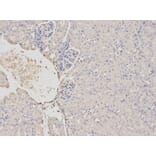 Anti-TRIM21 Antibody from Bioworld Technology (BS7333) - Antibodies.com