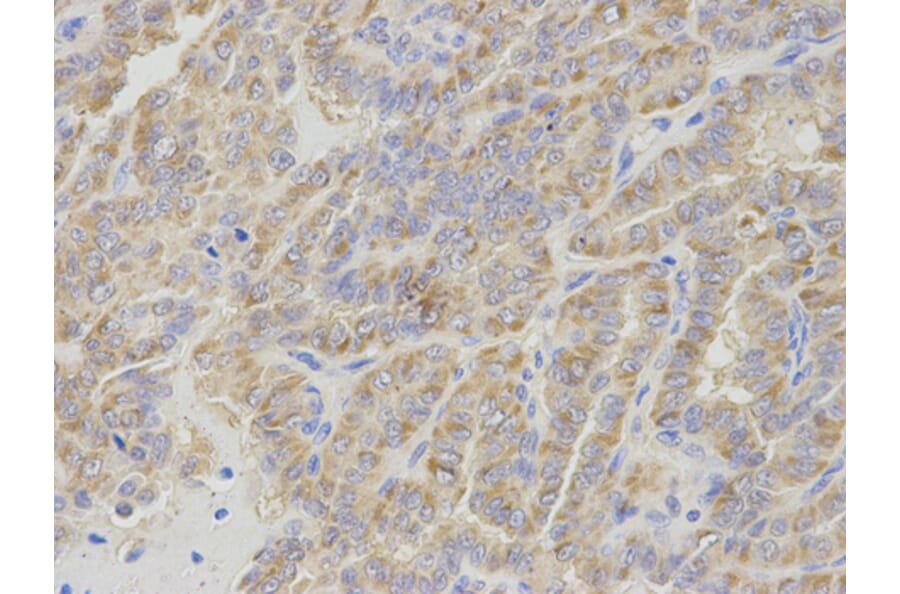 Anti-IPO5 Antibody from Bioworld Technology (BS7341) - Antibodies.com