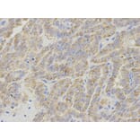 Anti-IPO5 Antibody from Bioworld Technology (BS7341) - Antibodies.com