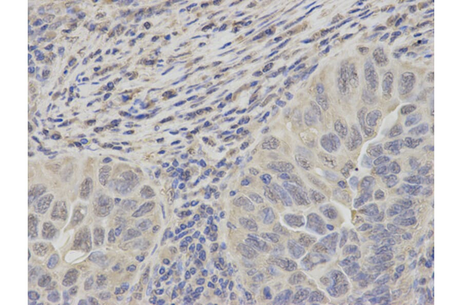 Anti-PSMC2 Antibody from Bioworld Technology (BS7342) - Antibodies.com