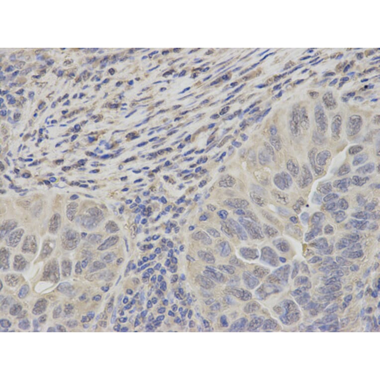 Anti-PSMC2 Antibody from Bioworld Technology (BS7342) - Antibodies.com