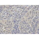 Anti-PSMC2 Antibody from Bioworld Technology (BS7342) - Antibodies.com
