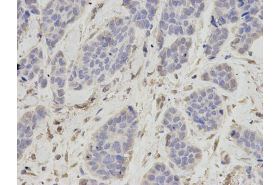 Anti-OGT Antibody from Bioworld Technology (BS7343) - Antibodies.com