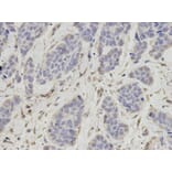 Anti-OGT Antibody from Bioworld Technology (BS7343) - Antibodies.com