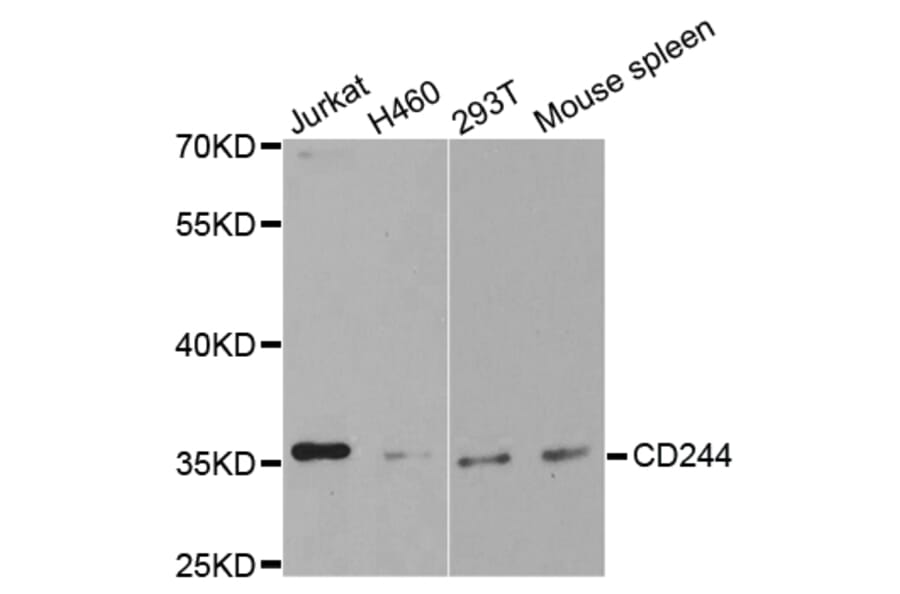 Anti-CD244 Antibody from Bioworld Technology (BS7344) - Antibodies.com