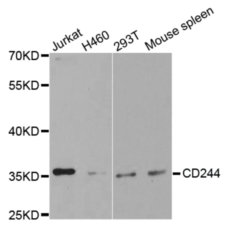 Anti-CD244 Antibody from Bioworld Technology (BS7344) - Antibodies.com
