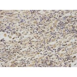 Anti-SMARCA5 Antibody from Bioworld Technology (BS7345) - Antibodies.com