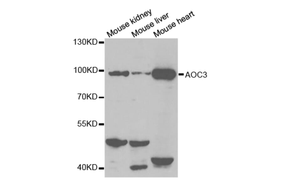 Anti-AOC3 Antibody from Bioworld Technology (BS7346) - Antibodies.com