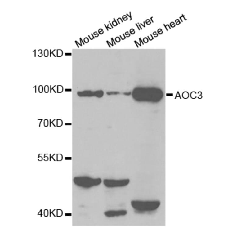 Anti-AOC3 Antibody from Bioworld Technology (BS7346) - Antibodies.com