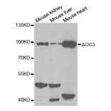 Anti-AOC3 Antibody from Bioworld Technology (BS7346) - Antibodies.com