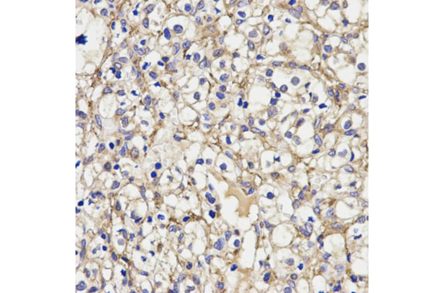 Anti-AOC3 Antibody from Bioworld Technology (BS7346) - Antibodies.com